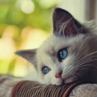 Avatar của người chơi Thùy My